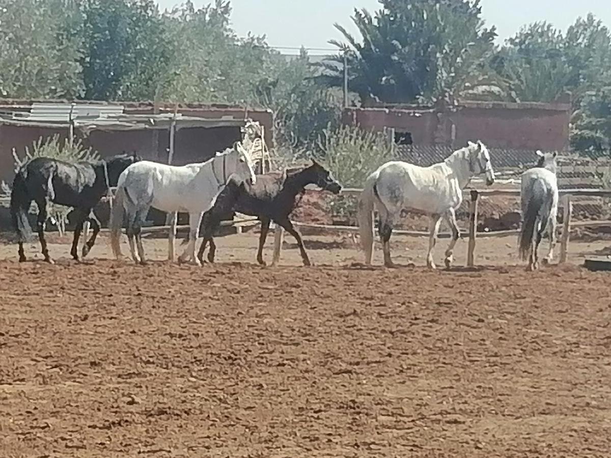 Dar Alfourssane Ferme D'hote Ouarzazate