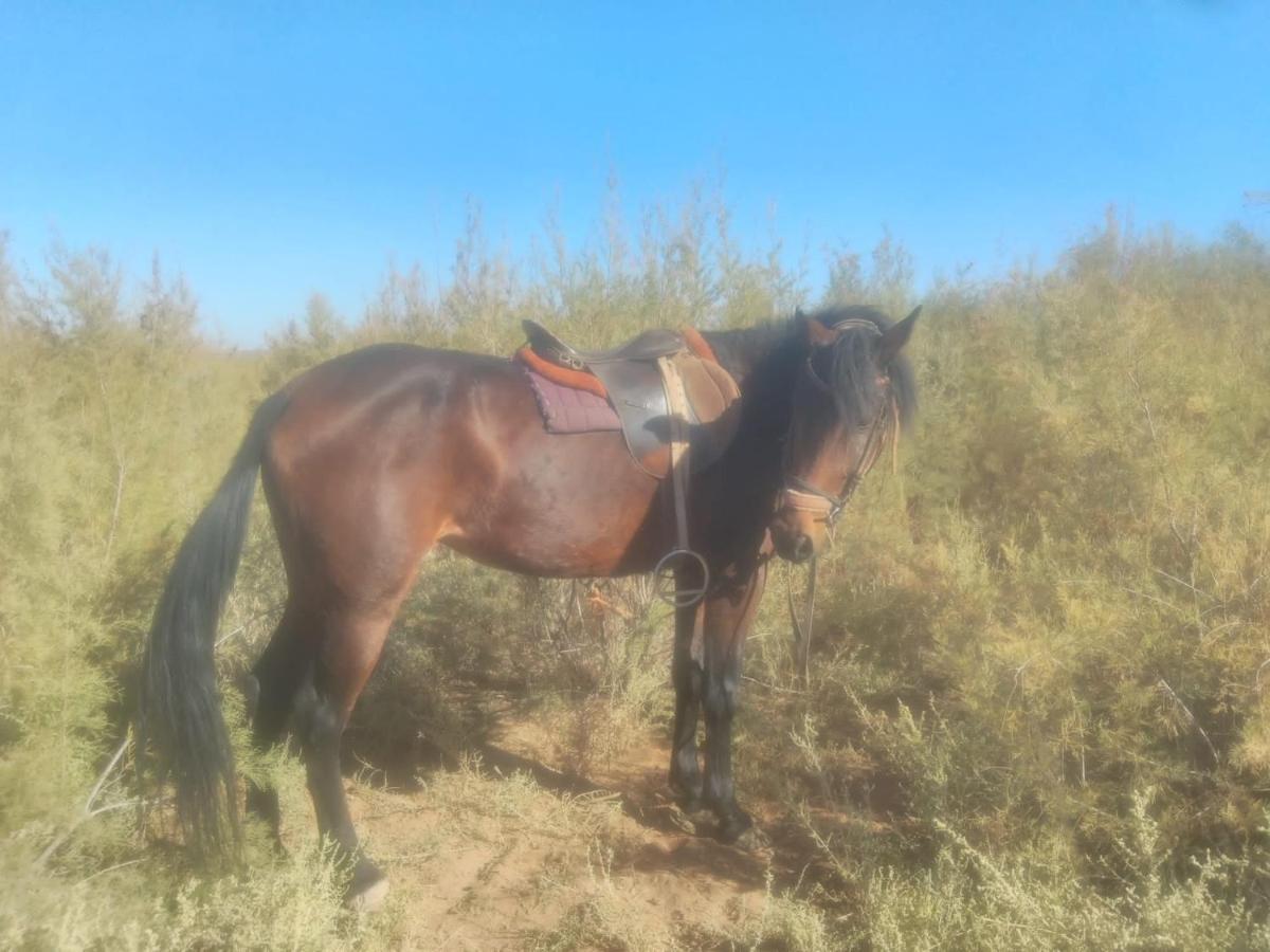 Dar Alfourssane Ferme D'hote