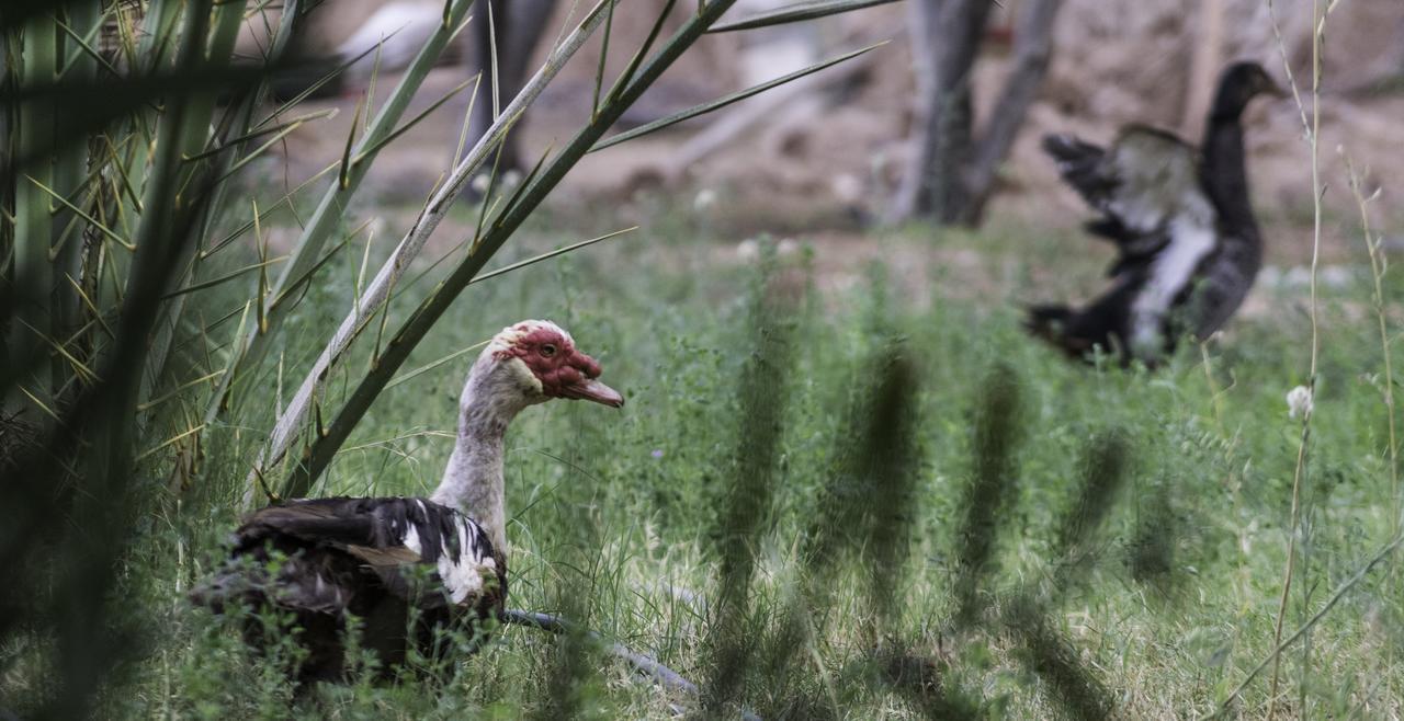 Dar Alfourssane Ferme D'hote