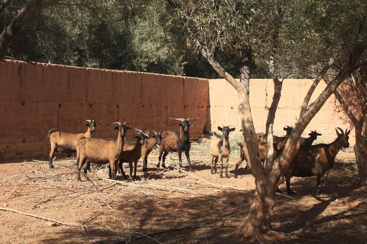 Dar Alfourssane Ferme D'hote Luxury tent Ouarzazate
