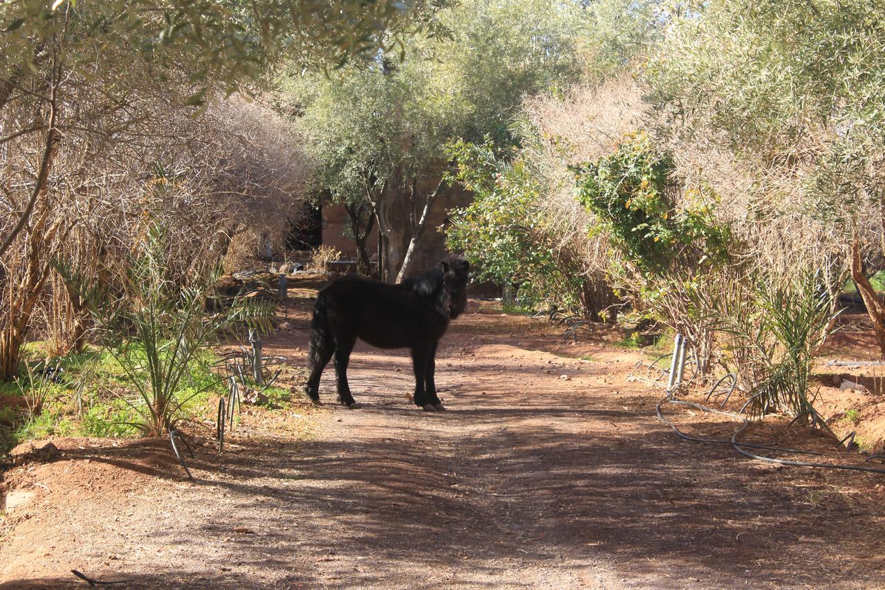 Dar Alfourssane Ferme D'hote Luxury tent *