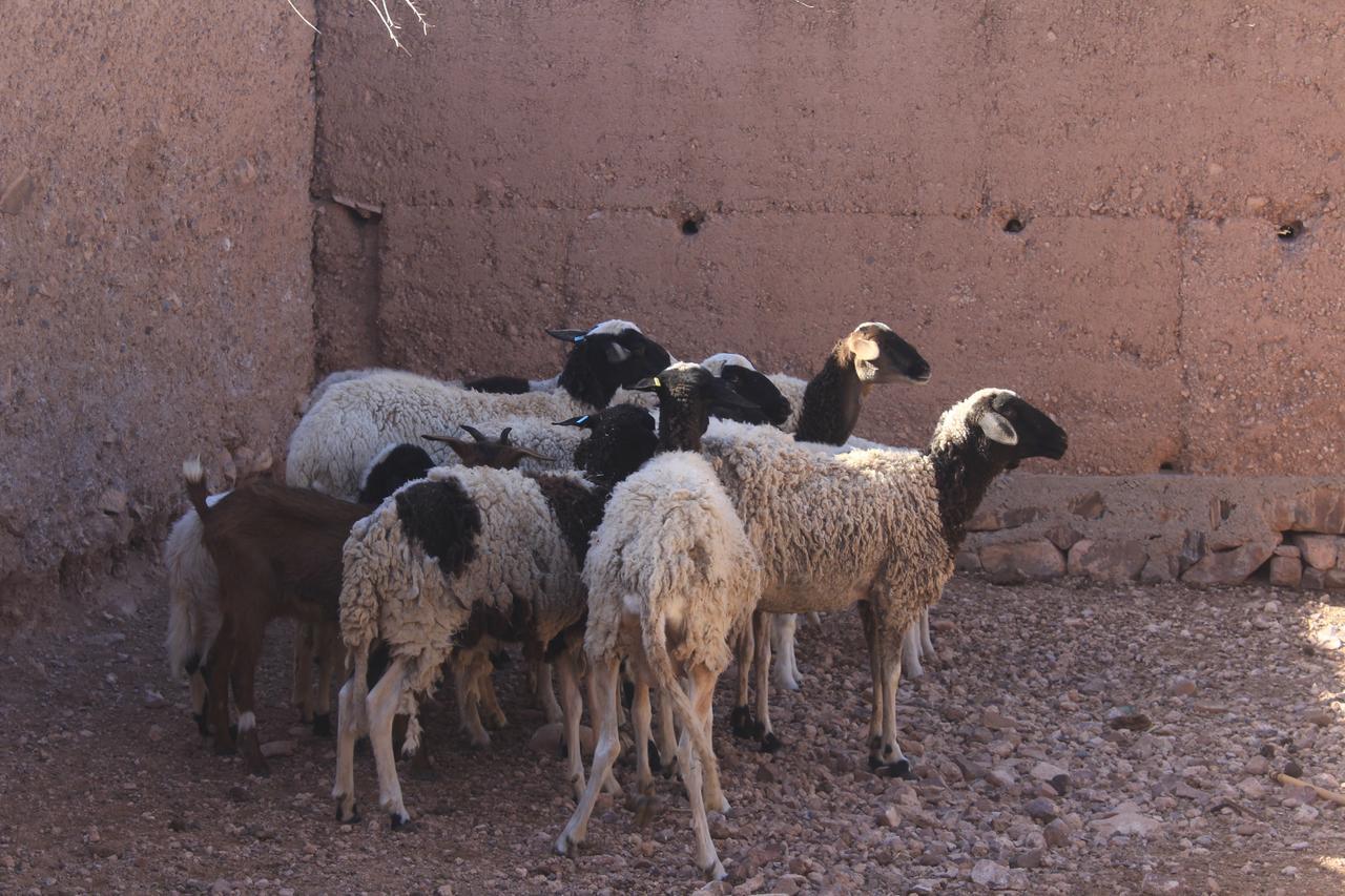 Dar Alfourssane Ferme D'hote * Ouarzazate