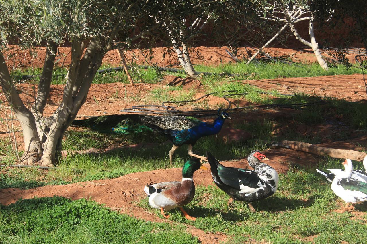 Luxury tent Dar Alfourssane Ferme D'hote Ouarzazate